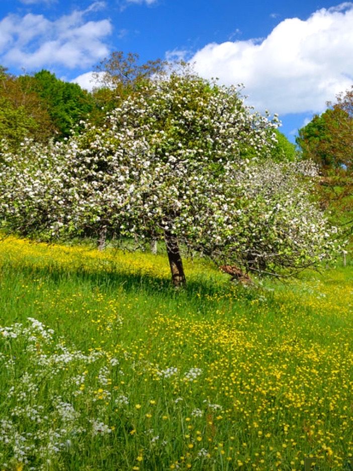 A zöld esszenciája: mit üzen ez a szín az embernek? 28 5b5a32d1e46eee89df47c586eca27e18