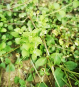 IMG 20220422 135601 edit 171037561547857 768x837 1