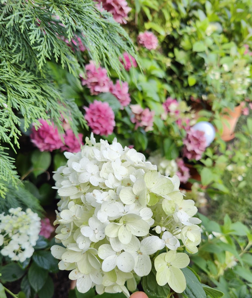 miert eppne Ms Hortensia